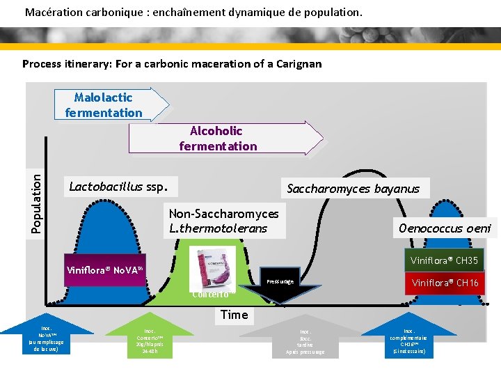 Macération carbonique : enchaînement dynamique de population. Process itinerary: For a carbonic maceration of