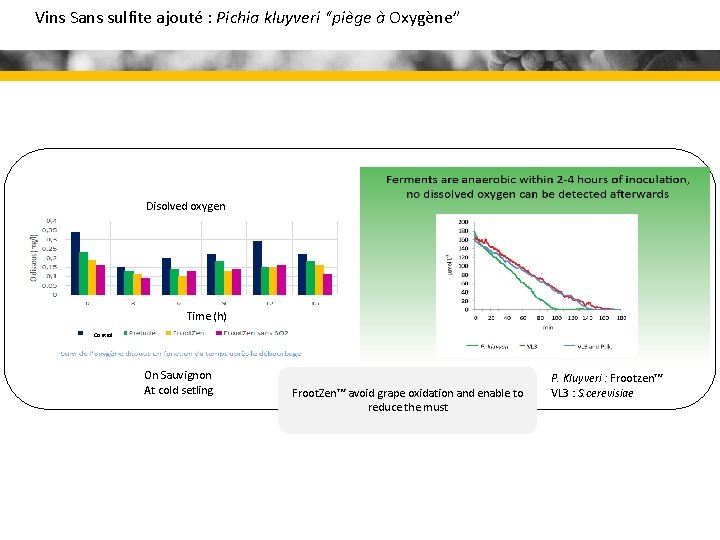 Vins Sans sulfite ajouté : Pichia kluyveri “piège à Oxygène” Disolved oxygen Time (h)