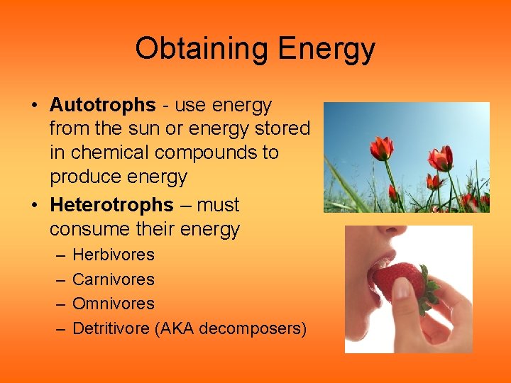 Obtaining Energy • Autotrophs - use energy from the sun or energy stored in