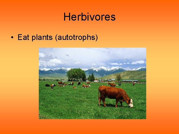 Herbivores • Eat plants (autotrophs) 