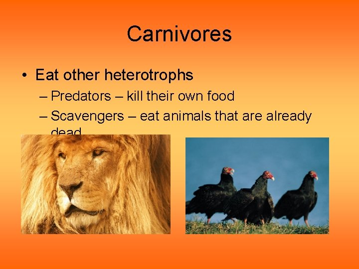 Carnivores • Eat other heterotrophs – Predators – kill their own food – Scavengers