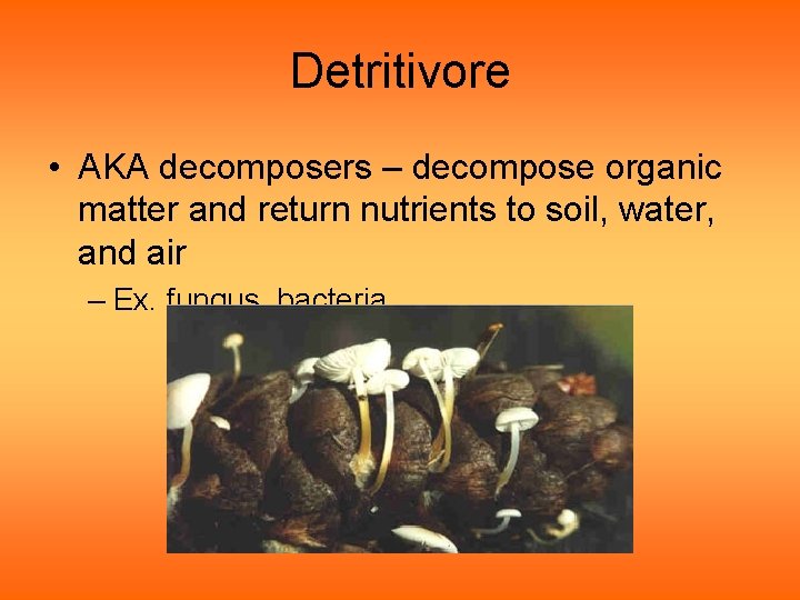 Detritivore • AKA decomposers – decompose organic matter and return nutrients to soil, water,