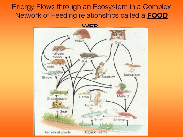 Energy Flows through an Ecosystem in a Complex Network of Feeding relationships called a