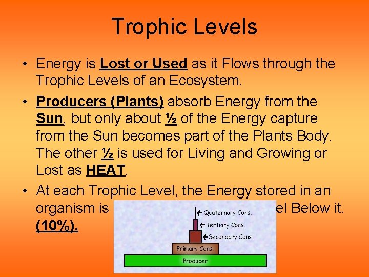 Trophic Levels • Energy is Lost or Used as it Flows through the Trophic