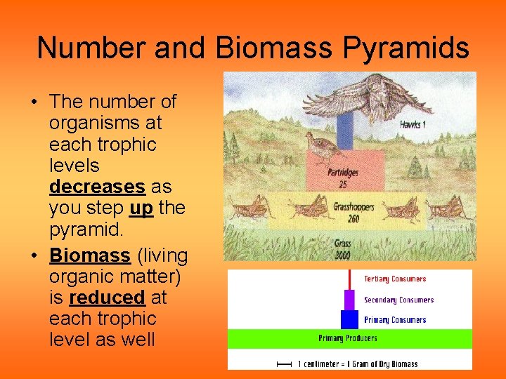Number and Biomass Pyramids • The number of organisms at each trophic levels decreases