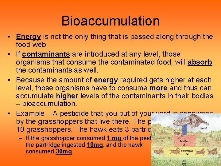 Bioaccumulation • Energy is not the only thing that is passed along through the