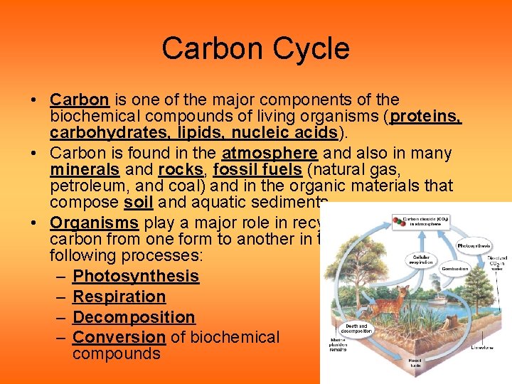 Carbon Cycle • Carbon is one of the major components of the biochemical compounds