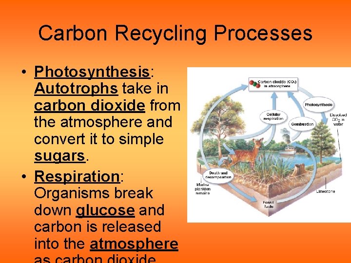 Carbon Recycling Processes • Photosynthesis: Autotrophs take in carbon dioxide from the atmosphere and
