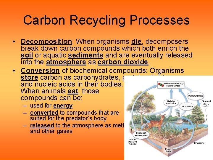Carbon Recycling Processes • Decomposition: When organisms die, decomposers break down carbon compounds which