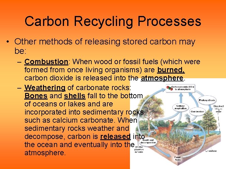 Carbon Recycling Processes • Other methods of releasing stored carbon may be: – Combustion: