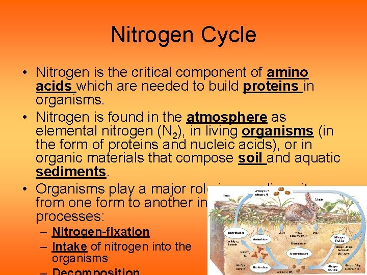 Nitrogen Cycle • Nitrogen is the critical component of amino acids which are needed