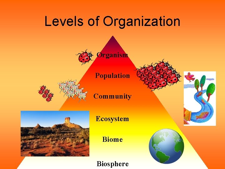 Levels of Organization Organism Population Community Ecosystem Biome Biosphere 