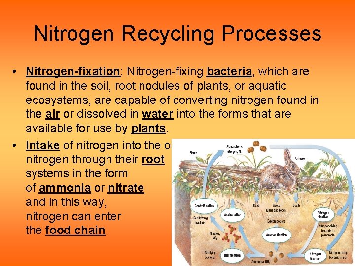 Nitrogen Recycling Processes • Nitrogen-fixation: Nitrogen-fixing bacteria, which are found in the soil, root