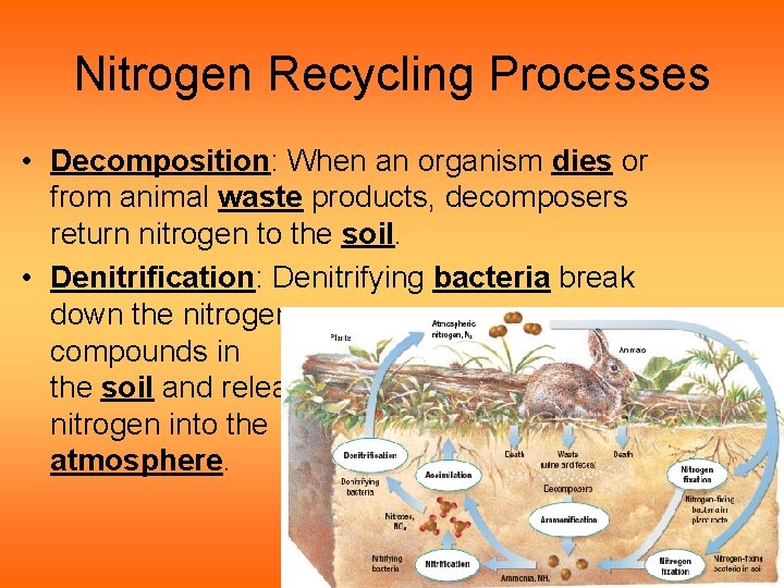 Nitrogen Recycling Processes • Decomposition: When an organism dies or from animal waste products,