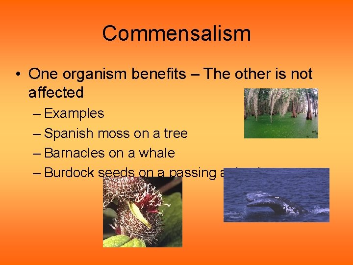 Commensalism • One organism benefits – The other is not affected – Examples –