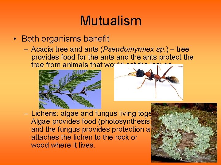 Mutualism • Both organisms benefit – Acacia tree and ants (Pseudomyrmex sp. ) –