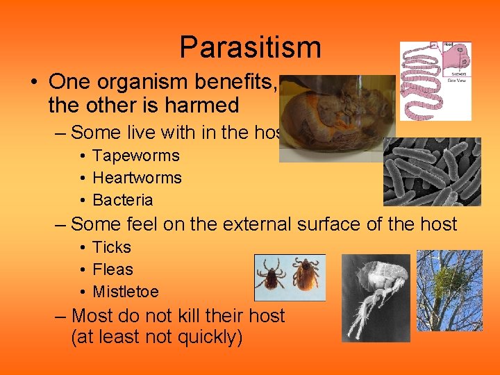 Parasitism • One organism benefits, the other is harmed – Some live with in