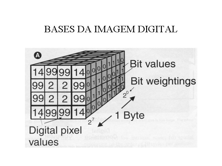 BASES DA IMAGEM DIGITAL 