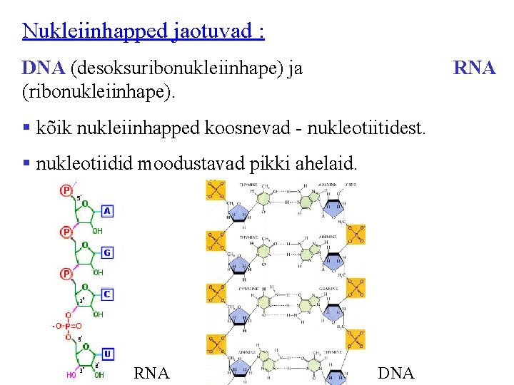 Nukleiinhapped jaotuvad : DNA (desoksuribonukleiinhape) ja (ribonukleiinhape). RNA § kõik nukleiinhapped koosnevad - nukleotiitidest.