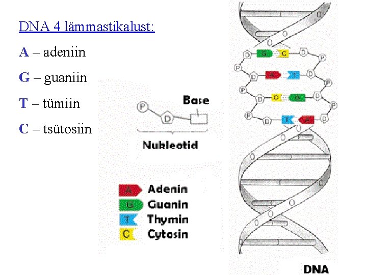DNA 4 lämmastikalust: A – adeniin G – guaniin T – tümiin C –