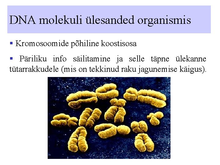 DNA molekuli ülesanded organismis § Kromosoomide põhiline koostisosa § Päriliku info säilitamine ja selle