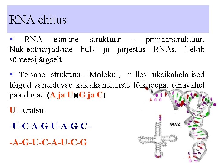 RNA ehitus § RNA esmane struktuur - primaarstruktuur. Nukleotiidijääkide hulk ja järjestus RNAs. Tekib