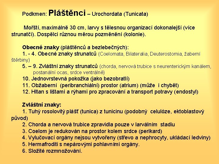 Podkmen: Pláštěnci – Urochordata (Tunicata) Mořští, maximálně 30 cm, larvy s tělesnou organizací dokonalejší