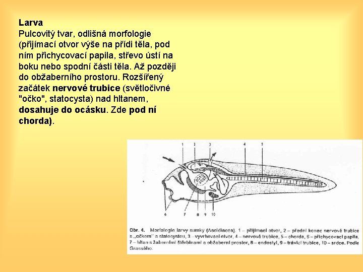 Larva Pulcovitý tvar, odlišná morfologie (přijímací otvor výše na přídi těla, pod ním přichycovací