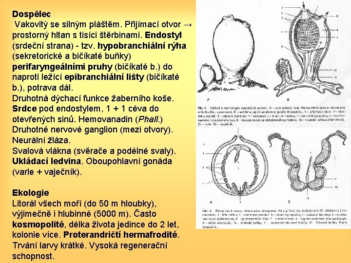 Dospělec Vakovitý se silným pláštěm. Přijímací otvor → prostorný hltan s tisíci štěrbinami. Endostyl