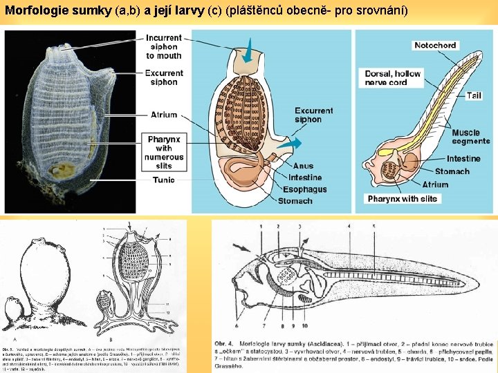 Morfologie sumky (a, b) a její larvy (c) (pláštěnců obecně- pro srovnání) 