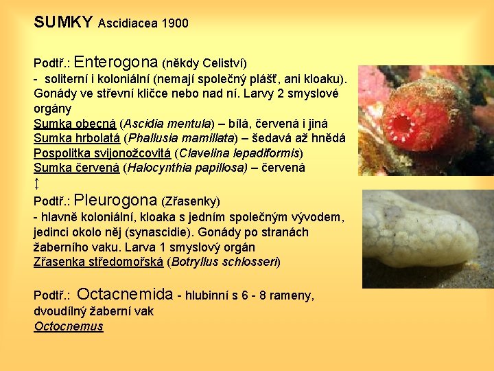 SUMKY Ascidiacea 1900 Podtř. : Enterogona (někdy Celiství) - soliterní i koloniální (nemají společný