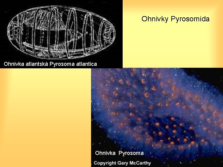 Ohnivky Pyrosomida Ohnivka atlantská Pyrosoma atlantica Ohnivka Pyrosoma 