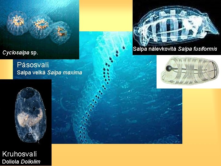 Cyclosalpa sp. Pásosvalí Salpa velká Salpa maxima Kruhosvalí Doliola Doliolim Salpa nálevkovitá Salpa fusiformis