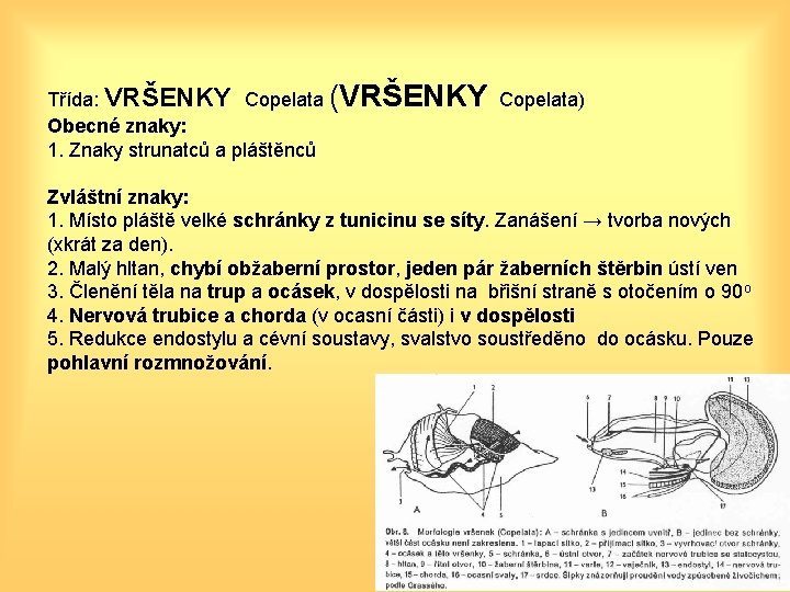 Třída: VRŠENKY Copelata (VRŠENKY Copelata) Obecné znaky: 1. Znaky strunatců a pláštěnců Zvláštní znaky: