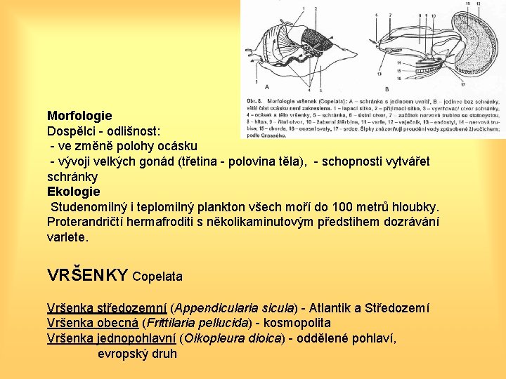 Morfologie Dospělci - odlišnost: - ve změně polohy ocásku - vývoji velkých gonád (třetina