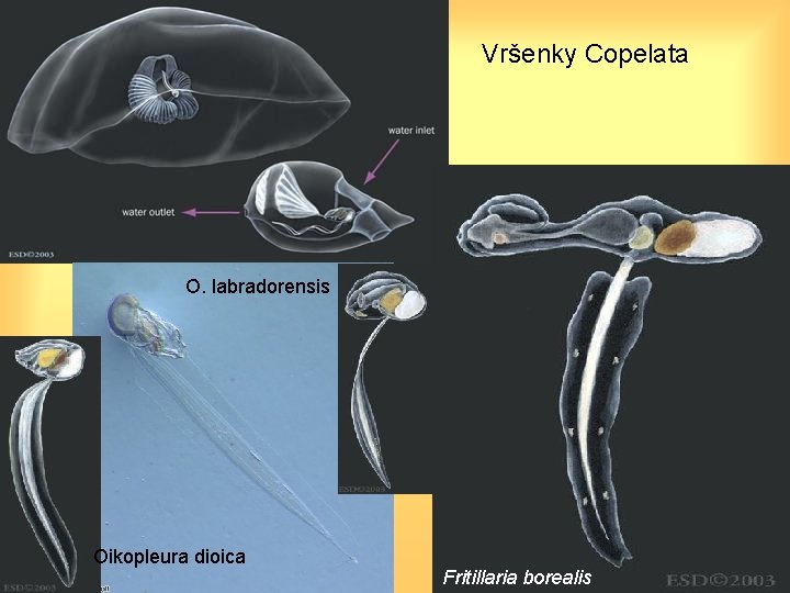 Vršenky Copelata O. labradorensis Oikopleura dioica Fritillaria borealis 