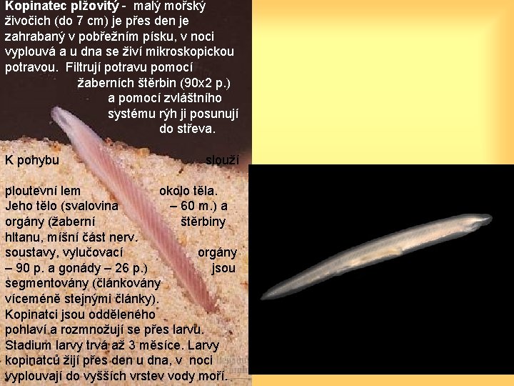 Kopinatec plžovitý - malý mořský živočich (do 7 cm) je přes den je zahrabaný