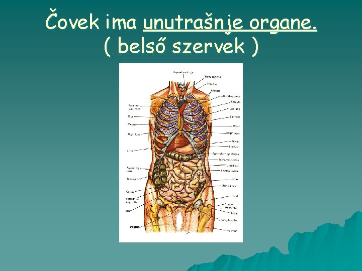 Čovek ima unutrašnje organe. ( belső szervek ) 