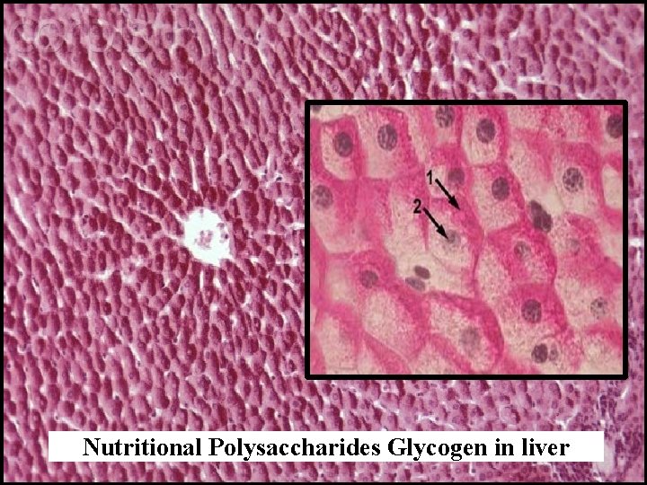 Nutritional Polysaccharides Glycogen in liver 