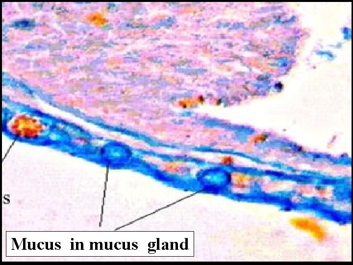 Mucus in mucus gland 