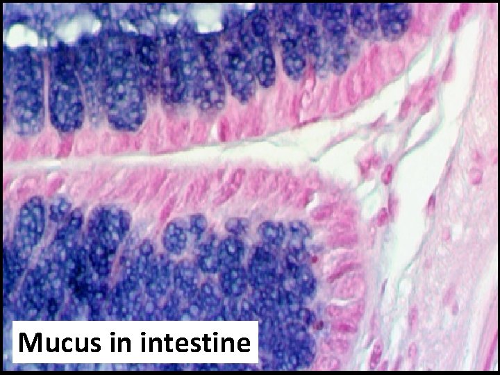 Mucus in intestine 