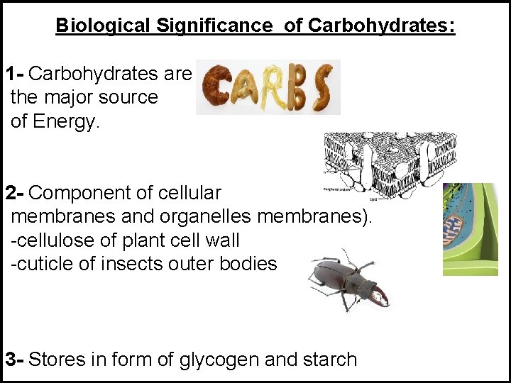 Biological Significance of Carbohydrates: 1 - Carbohydrates are the major source of Energy. 2