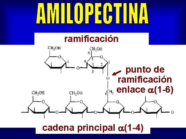 ramificación punto de ramificación enlace (1 -6) cadena principal (1 -4) 