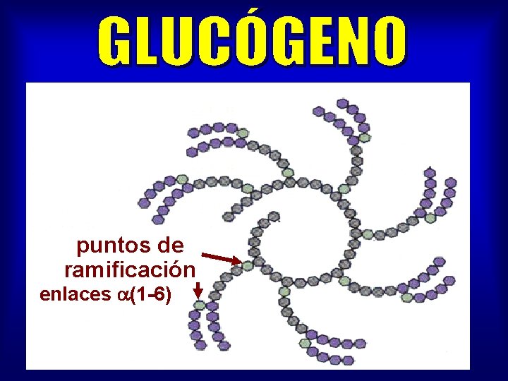 puntos de ramificación enlaces (1 -6) 