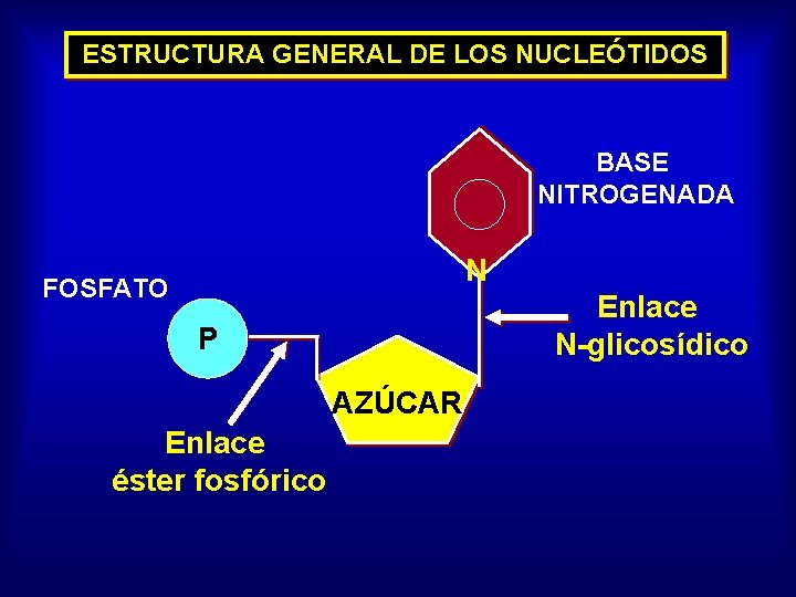 ESTRUCTURA GENERAL DE LOS NUCLEÓTIDOS BASE NITROGENADA N FOSFATO Enlace N-glicosídico P AZÚCAR Enlace