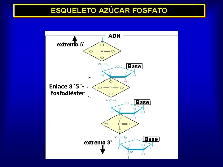 ESQUELETO AZÚCAR FOSFATO ADN extremo 5’ Base Enlace 3´ 5´fosfodiéster Base extremo 3’ Base