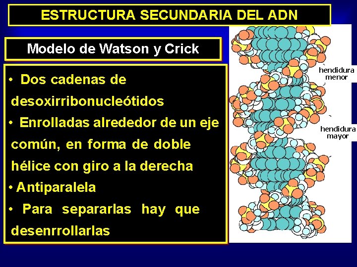 ESTRUCTURA SECUNDARIA DEL ADN Modelo de Watson y Crick • Dos cadenas de hendidura