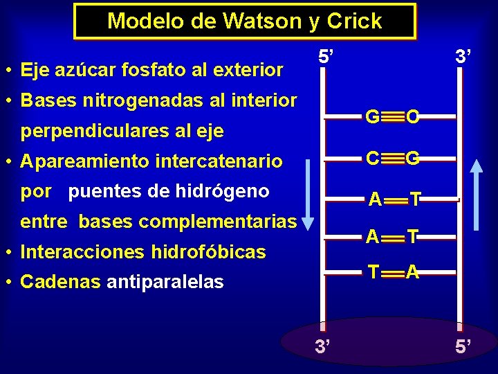 Modelo de Watson y Crick • Eje azúcar fosfato al exterior 5’ • Bases
