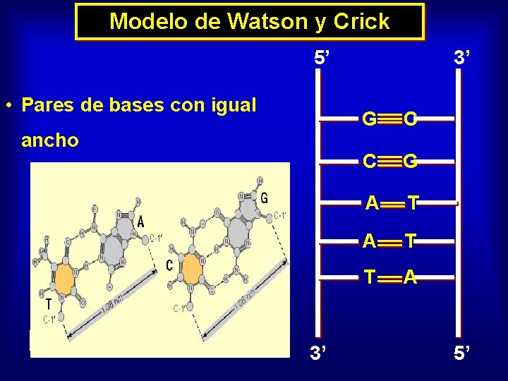 Modelo de Watson y Crick 5’ • Pares de bases con igual ancho 3’