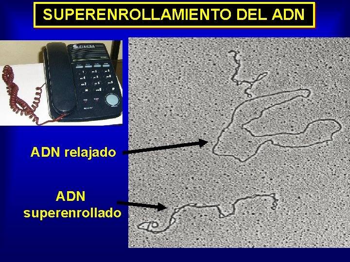 SUPERENROLLAMIENTO DEL ADN relajado ADN superenrollado 